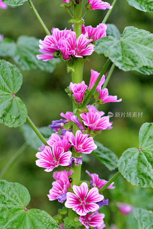 通常是Mallow / Malva Mauritiana / Malva Sylvestris